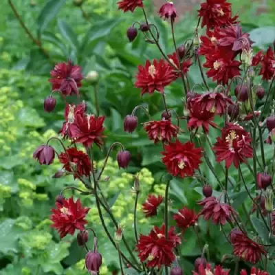 Аквилегия РУБИ ПОРТ обыкновенная в Фаниполе