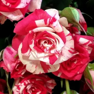 Роза ФАЙЕР ВОРКС миниатюрная в Фаниполе