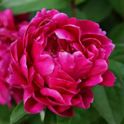 Пион ЛУИ ВАН-ГУТТ травянистый в Фаниполе