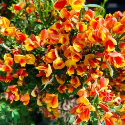 Ракитник АНДРЕАНУС в Фаниполе