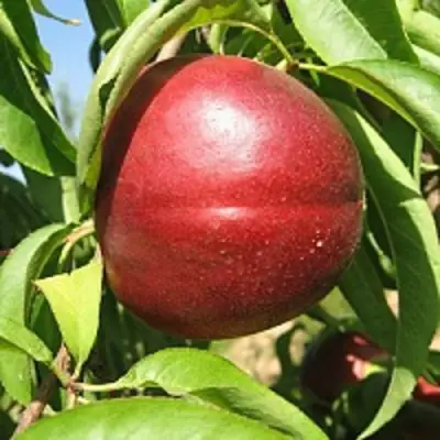 Нектарин ФАНТАЗИЯ в Фаниполе