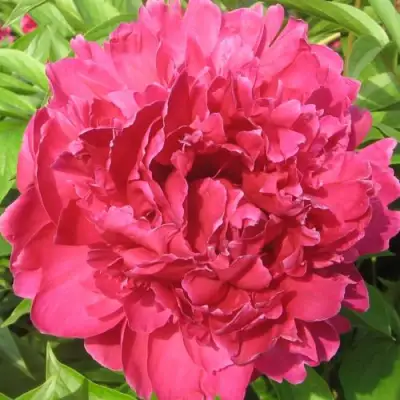 Пион ПУРПУРНЫЙ ФЕНИКС травянистый в Фаниполе