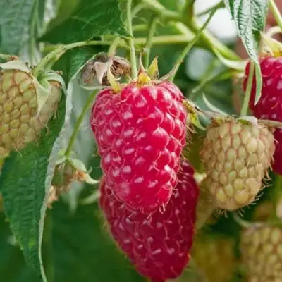 Малина МАРАСТАР в Фаниполе