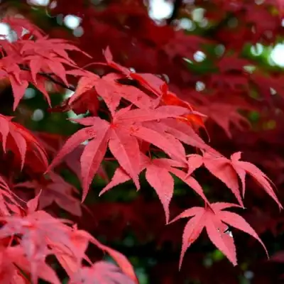 Клен гиннала  в Фаниполе