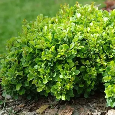 Барбарис КОБОЛЬД тунберга в Фаниполе