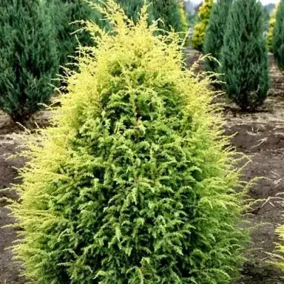 Можжевельник ГОЛД КОН обыкновенный в Фаниполе