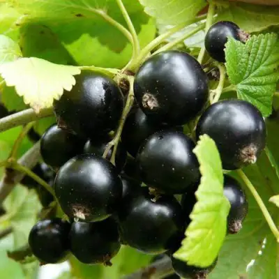 Смородина чёрная ГЕРКУЛЕС в Фаниполе