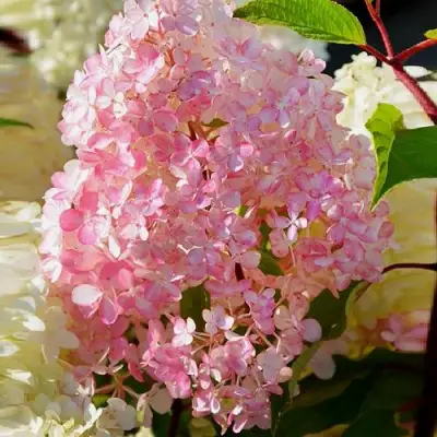 Гортензия ДИАМАНТИНО метельчатая в Фаниполе