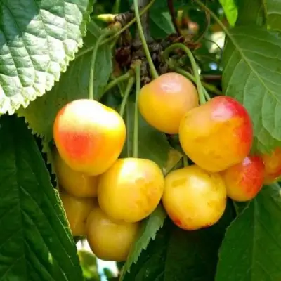 Черешня ЯНТАРНАЯ в Фаниполе