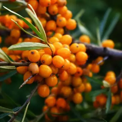 Облепиха МОСКОВСКАЯ ПРОЗРАЧНАЯ в Фаниполе