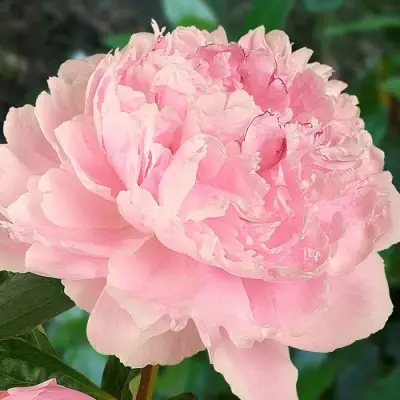 Пион САРА БЕРНАРД травянистый в Фаниполе