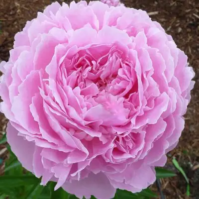 Пион ДЖАКОРМА травянистый в Фаниполе