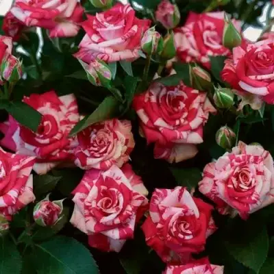 Роза ФАЙЕР ВОРКС миниатюрная в Фаниполе