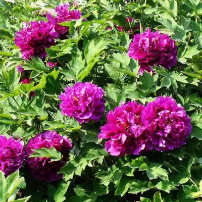 Пион ОРНАМЕНТ древовидный в Фаниполе