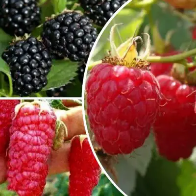 Комплект ЯГОДНЫЙ МИКС в Фаниполе