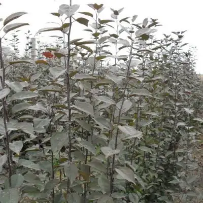 Подвой яблони 54-118 в Фаниполе