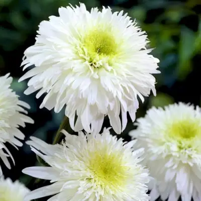 Нивяник ФИОНА ГОГХИЛЛ великолепный в Фаниполе