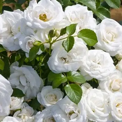 саженцы розы Неж Де те