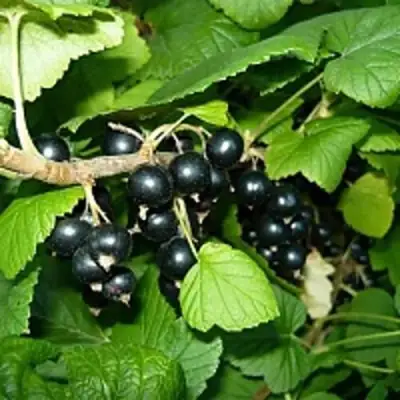 Смородина чёрная ВЕЛОЙ (ЛЕНИНГРАДСКАЯ СЛАДКАЯ) в Фаниполе