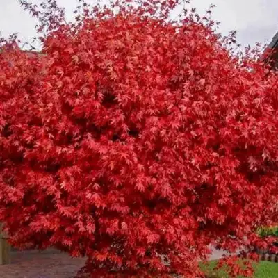 Клен гиннала  в Фаниполе