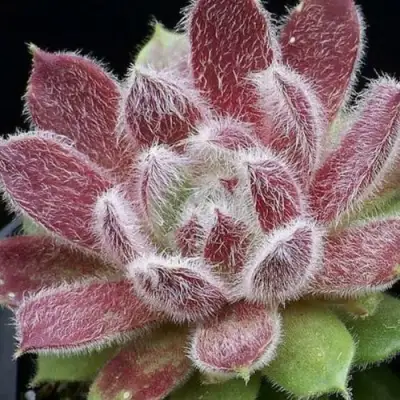 Молодило ТАРАНТУЛА в Фаниполе