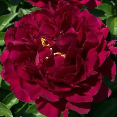 Пион ОЛД ФЕЙТФУЛ травянистый в Фаниполе