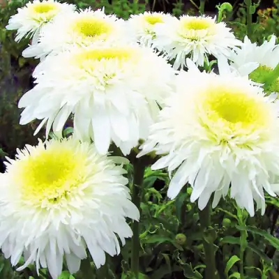 Нивяник ФИОНА ГОГХИЛЛ великолепный в Фаниполе