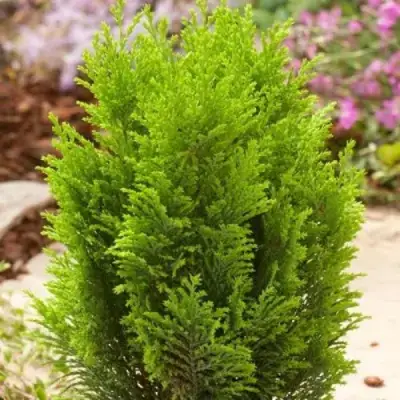 Кипарисовик ЭЛВУДИ ГОЛД лавсона в Фаниполе