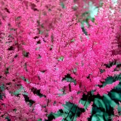 Астильба ЭЛИЗАБЕТ ВАН ВИН японская в Фаниполе