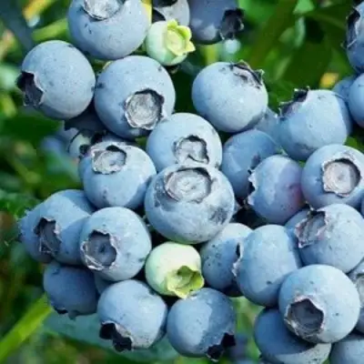 Голубика ПУРУ в Фаниполе