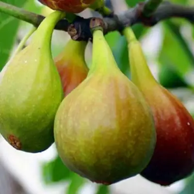 Инжир ДАЛМАТСКИЙ в Фаниполе