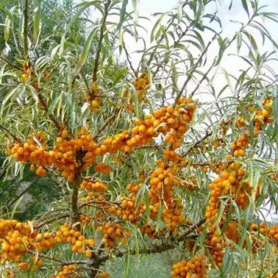 Облепиха ДАР МГУ в Фаниполе