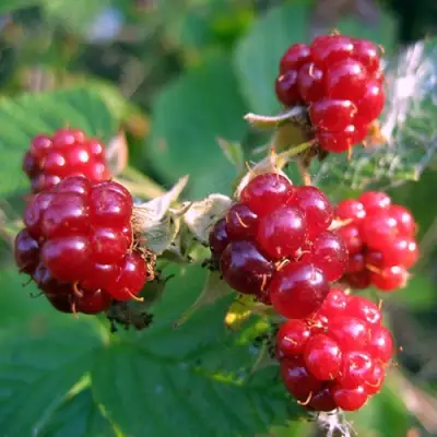 Княженика АСТРА в Фаниполе