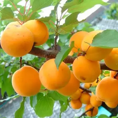 Абрикос ОРИГИНАЛ в Фаниполе