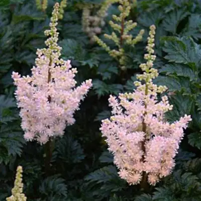 Астильба ЛИЛИПУТ курчавая в Фаниполе