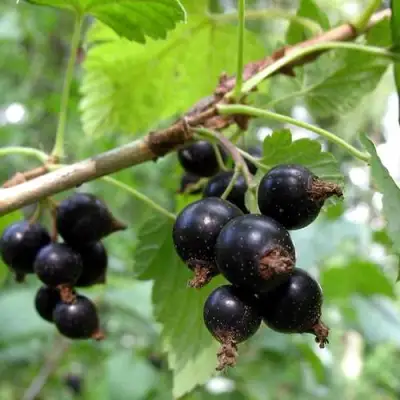 Смородина чёрная ШАРОВИДНАЯ в Фаниполе