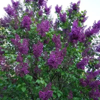 Сирень СУМЕРКИ в Фаниполе