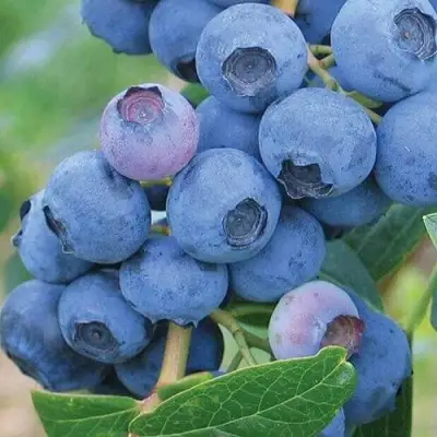 Голубика ЭРЛИБЛЮ в Фаниполе