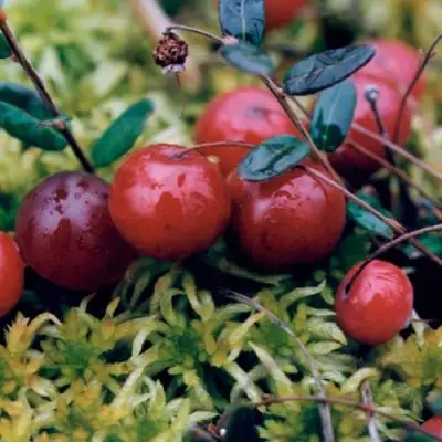 Клюква МАК ФАРЛИН в Фаниполе