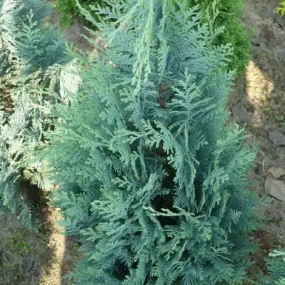 Кипарисовик КОЛУМНАРИС лавсона в Фаниполе