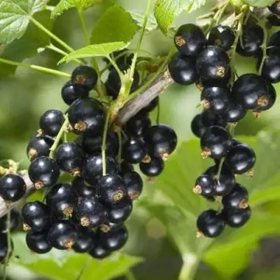 Смородина чёрная ВОЛШЕБНИЦА в Фаниполе