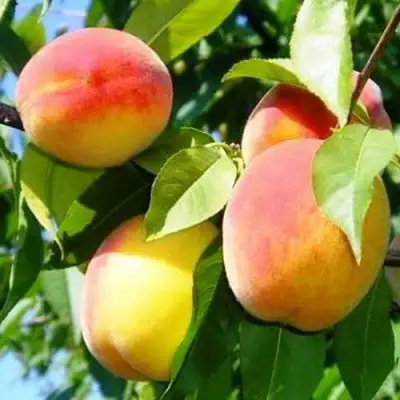 Персик ПАМЯТЬ ЛОЙКО в Фаниполе