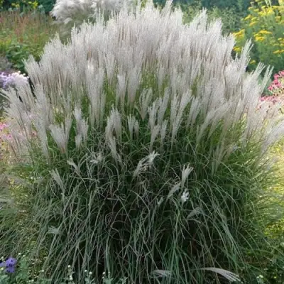 Мискантус КЛЯЙН СИЛЬБЕРСПАЙН китайский  в Фаниполе