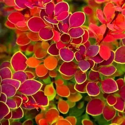 Барбарис ОРАНЖ САНРАЙЗ тунберга в Фаниполе