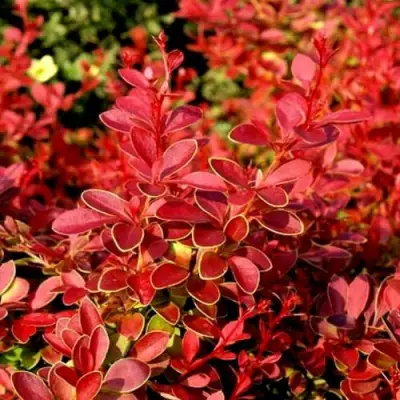 Барбарис КОРАЛ тунберга в Фаниполе