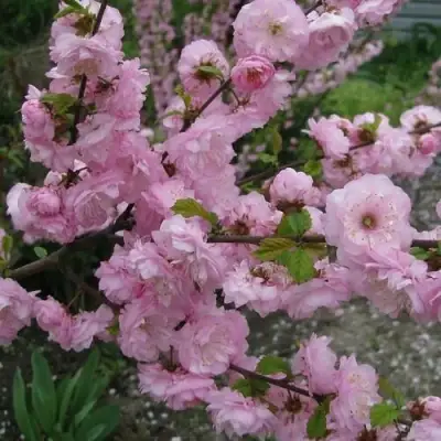 Миндаль ТРЁХЛОПАСТНЫЙ (луизеания) в Фаниполе