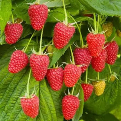 Малина БРУСВЯНА в Фаниполе