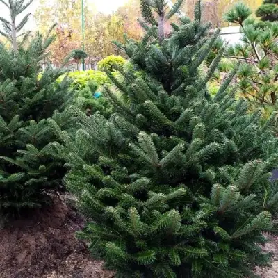 Пихта ФРАЗЕРА в Фаниполе