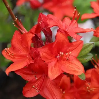 Азалия ПАРКФАЕР листопадная в Фаниполе