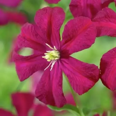 Клематис МАДАМ ДЖУЛИЯ КОРРЕВОН в Фаниполе